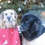 Christmas photo of Max and Wolfie, a black lab and a Shepherd mix, photographed before they developed dementia. 