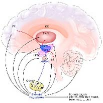 Menopause andropause memory loss 2