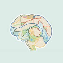 Optimizing brain health 8